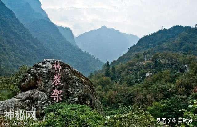 神农架野人频频出没，近千人声称见到野人，中国三次考察揭开真相-11.jpg