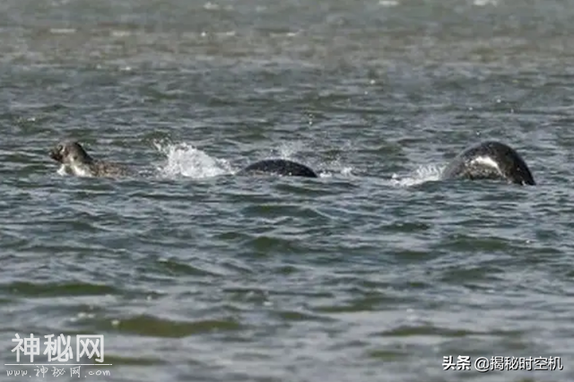 四川湖泊一个月“水怪”5次现身，背似鳄鱼身如蟒蛇，这回有真相-9.jpg