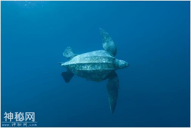 来自深海的挑战，人类禁区海底一万米，都存在着什么未知生物？-7.jpg