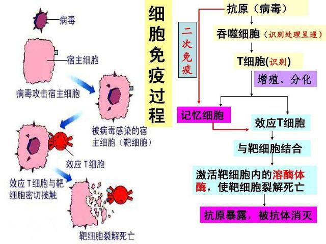 地球万物相生相克，为何病毒难以消灭？难道病毒没有天敌？-6.jpg