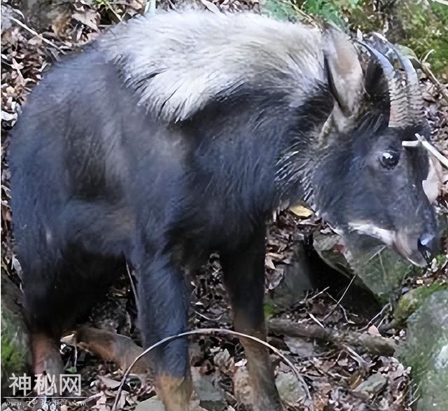 全球鲜为人知的15种未知生物，在中国就曾出现过3种-3.jpg