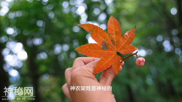 传了数年‼️神农架究竟有没有野人？这块古老大地也太避暑了吧-1.jpg