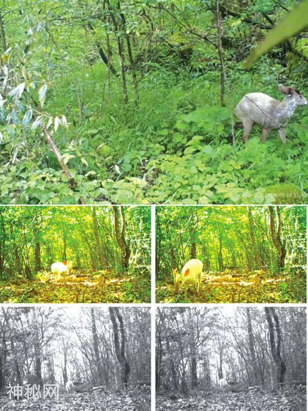 神龙架野人: 我可不是啥正经的“水猴子”-12.jpg