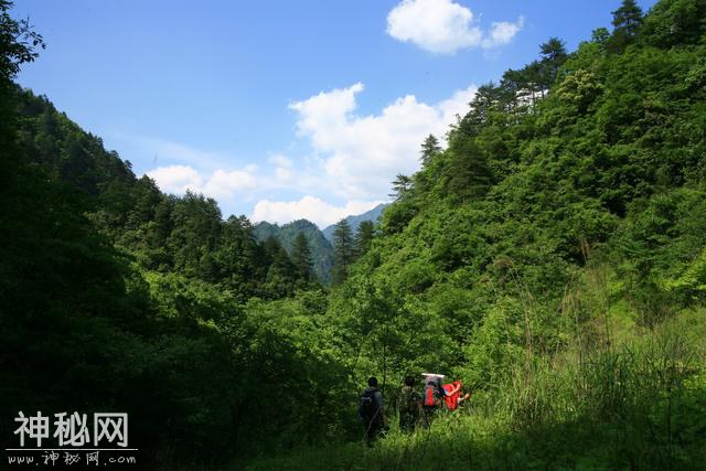 招聘要求“遇见野人跑得快”？神农架景区：属实，有近百人报名-2.jpg