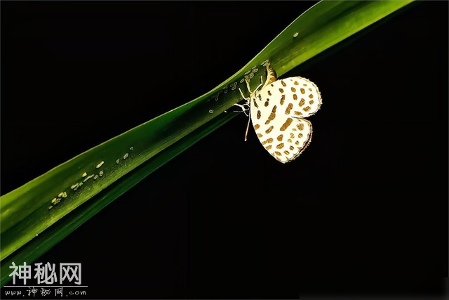 世间最变态和最残忍的生物，竟然是同一种？都是蝴蝶-5.jpg