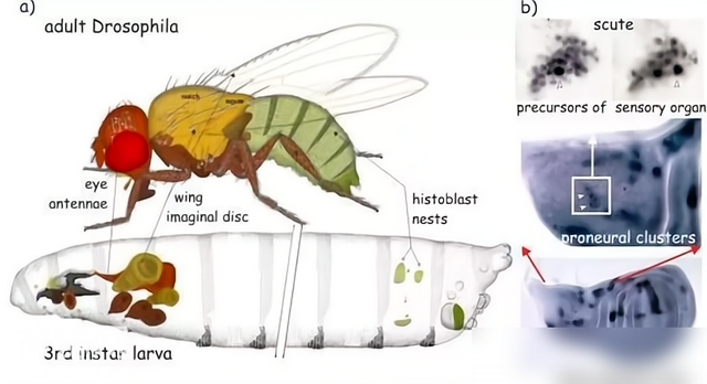 世间最变态和最残忍的生物，竟然是同一种？都是蝴蝶-8.jpg