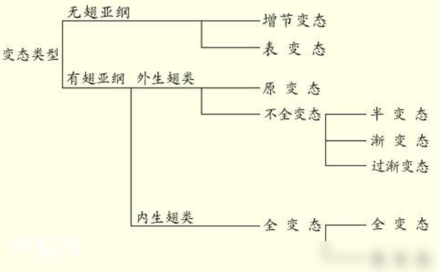 世间最变态和最残忍的生物，竟然是同一种？都是蝴蝶-9.jpg